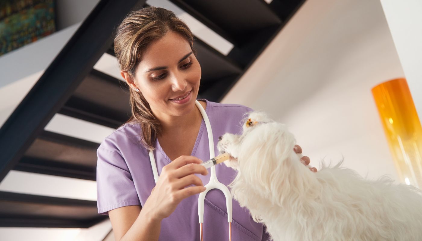 Bravecto Effective Flea Medicine For Dogs